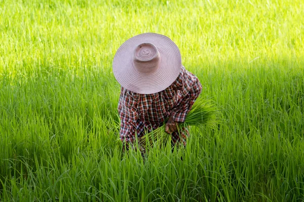 水田でのアジアの農家の収穫緑の田んぼの背景 切り米収穫期 — ストック写真