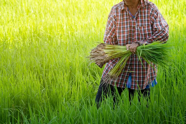 Asiatische Bauern Ernten Auf Reisfeldern Grüne Reisfelder Hintergrund Reis Schneiden — Stockfoto