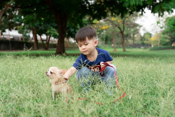 Menino Chihuahua Marrom Gramado Parque Crianças Estimação Bonitos Cães Animal — Fotografia de Stock