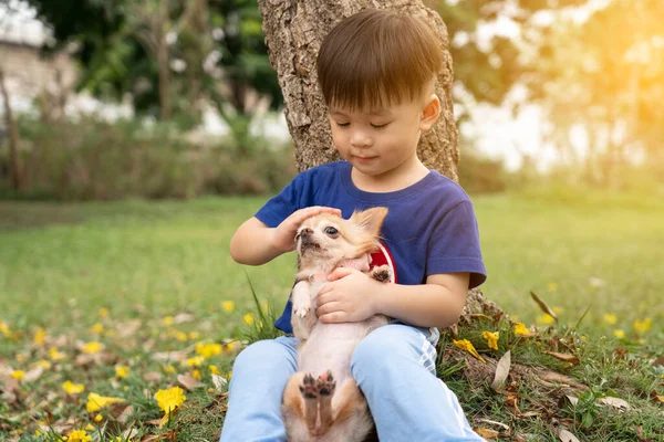 Little Asian Boy Sits His Pet Chihuahua Park Evening Best — ストック写真