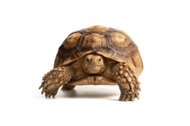 Turtle (Centrochelys sulcata) isolated on white background