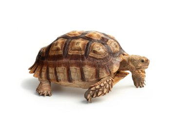 Turtle (Centrochelys sulcata) isolated on white background