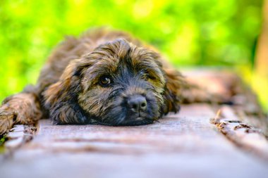 Kahverengi bir Katalan çoban köpeğinin güzel kafiyesi