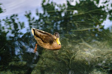 Banyoles Gölü 'nde güzel bir ördek