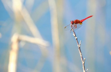 Geçmişi bulanık, güzel bir yusufçuk.