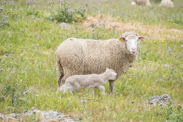 Sheep Young Few Days Life — Photo