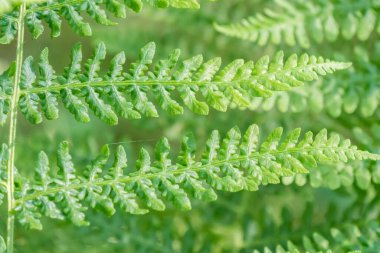 Gölgeli ormanda eğrelti otu detayı.