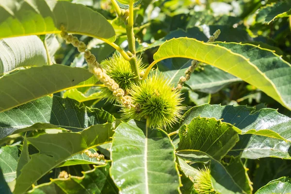 Green spiky hedgehogs of chestnut fruit on the tree.