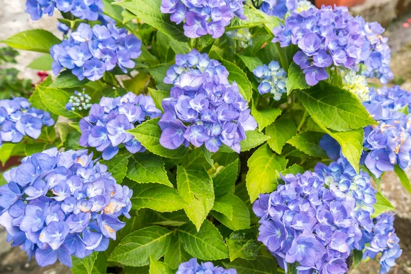Hermosas Hortensias Azules Que Brillan Principios Del Verano —  Fotos de Stock