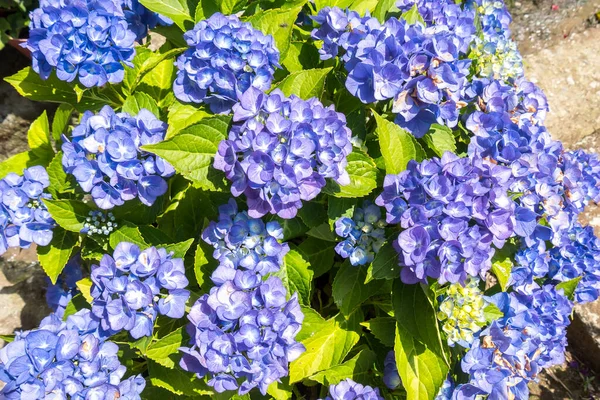 Beautiful Blue Hydrangeas Glowing Early Summer — Stock Photo, Image