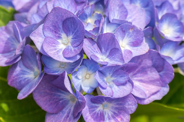 Hermosas Hortensias Azules Que Brillan Principios Del Verano —  Fotos de Stock