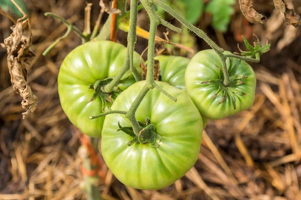 Tomates Vertes Non Mûres Encore Sur Buisson — Photo