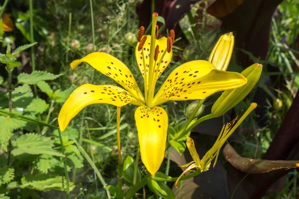 Single Yellow Star Tiger Lily Flower Garden Spring — Stock Photo, Image
