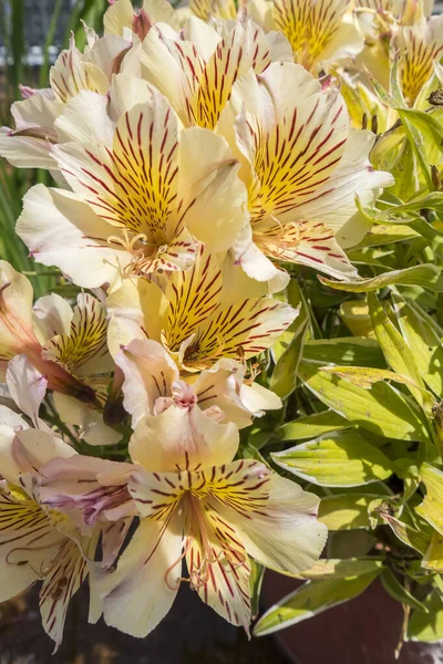 Alstroemeria Flowers Garden Spring — Stock Photo, Image