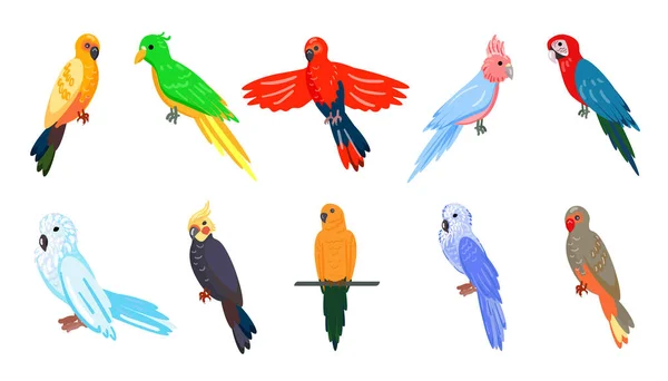 En uppsättning färgade papegojor. Tecknad stil. Isolerad över vit bakgrund. Vektorillustration — Stock vektor