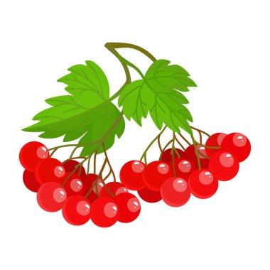 Ukrayna viburyumu Ukrayna 'nın bir sembolüdür. Viburnum opulus. Guelder kırmızıya döndü. Vektör illüstrasyonu.