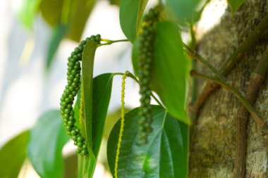 Fresh green peppers, (Piper nigrum), unripe, tree, leafy, natural, tropical, medicinal, and edible, taken at close range.