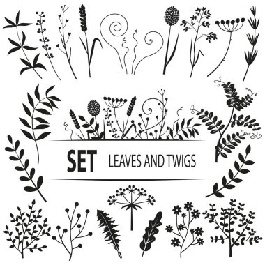 Yapraklar, dallar, bahçe bitkileri. Vektör ayarlandı. Beyaz arkaplanda siyah siluetler.