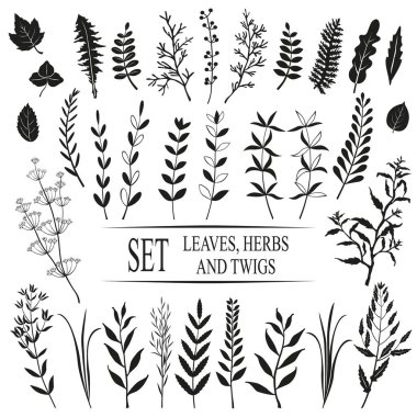 Yapraklar, dallar, bahçe bitkileri. Vektör ayarlandı. Beyaz arkaplanda siyah siluetler.