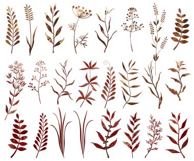 Dallar, yapraklar, suluboya efektli bitkiler. Kahverengi renkli bahçe ve tarla bitkileri.