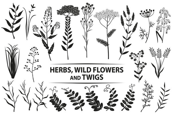 Herbs, wild flowers, twigs and leaves. Vector set. Black and white.