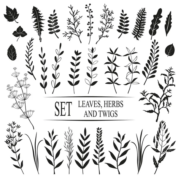 Leaves Twigs Garden Herbs Vector Set Black Silhouettes White Background — Stock Vector