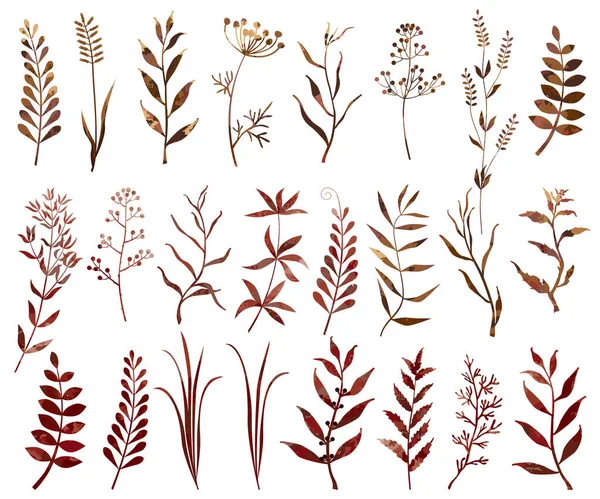 Dallar, yapraklar, suluboya efektli bitkiler. Kahverengi renkli bahçe ve tarla bitkileri.