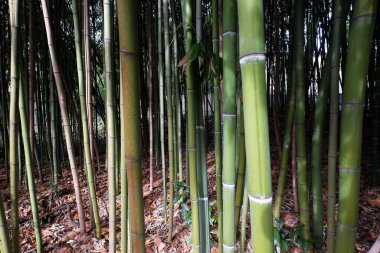 Bambu Ormanı gündüz kapanır, İtalya