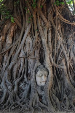 Ficus Strangulosa ağaç dalları Kamboçya 'daki Angkor Wat sahasındaki Ta Prohm' un antik kalıntılarında gizemli bir yüze sahiptir. Ormandaki antik Budist tapınağı. Ünlü bir yer, ibadet yeri..