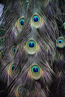 Bir erkek tavus kuşunun kuyruğu güzel, zarif ve zarif bir tüy deseni ile katlanır. Mavi-yeşil inci anası rengi.. 