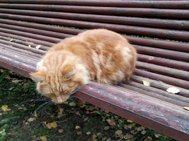 Kızıl saçlı, yalnız, terk edilmiş bir kedi parkta bir bankta uyuyor. Terk edilmiş, evsiz, hasta, aç hayvanlar..