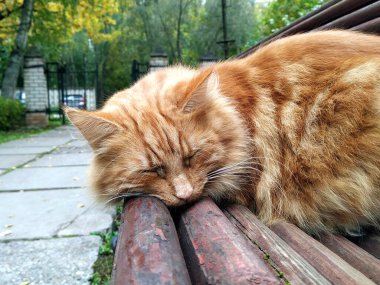 Kızıl saçlı, yalnız, terk edilmiş bir kedi parkta bir bankta uyuyor. Terk edilmiş, evsiz, hasta, aç hayvanlar..