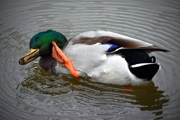 一只营养充足 英俊的德雷克 一只头戴绿色羽毛的雄性野鸭 一只黄嘴鸭在水面上用橙色爪子挠了挠他的头 人类驯服的野生鸟类品种 — 图库照片