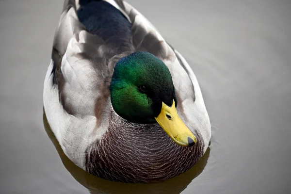 Beau Drake Bien Nourri Colvert Mâle Plumage Vert Bec Jaune — Photo