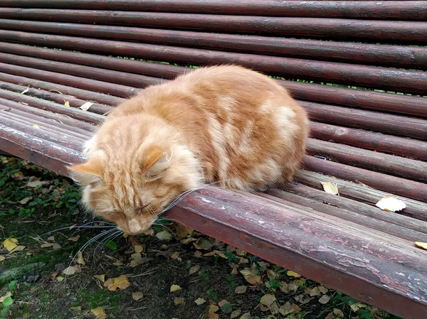 머리의 외로워 보이는 고양이가 공원의 벤치에서 집없고 병들고 굶주리는 동물들 로열티 프리 스톡 사진