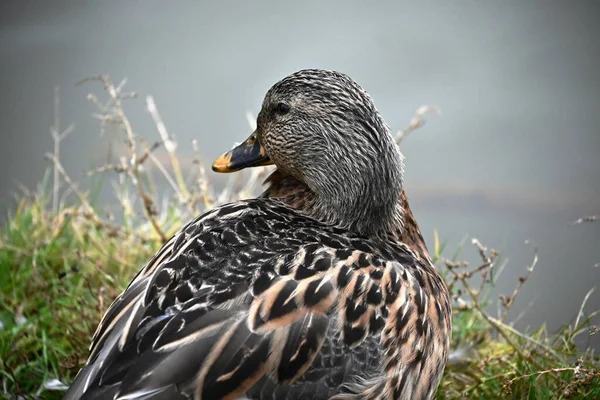 Ánade Real Limpia Las Plumas Sus Alas Con Pico Orilla — Foto de Stock