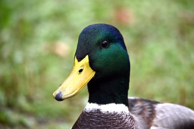 İyi beslenmiş, güzel bir yaban ördeğinin portresi, erkek yaban ördeği, yeşil tüylü ve sarı gagalı. Duck 'ın kafası yakın plan. İnsanlar tarafından ehlileştirilmiş vahşi kuş türleri.. 