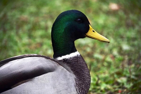 Portrait Beau Drake Bien Nourri Colvert Mâle Avec Plumage Vert — Photo