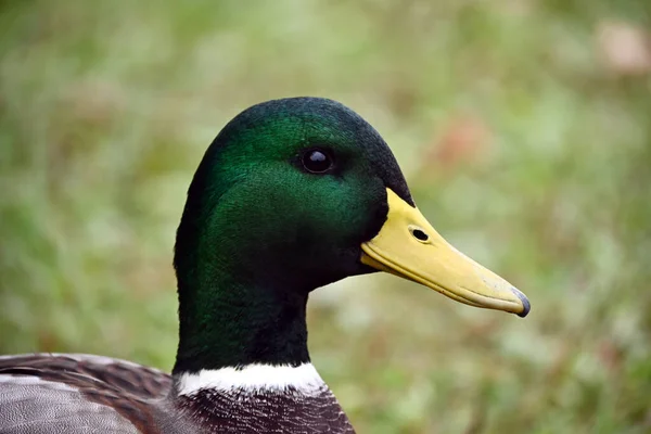 Portrait Beau Drake Bien Nourri Colvert Mâle Avec Plumage Vert — Photo