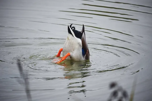 一只水鸭潜入水中觅食 野鸭在捕猎鱼 — 图库照片