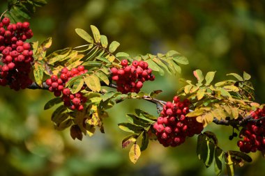 Bir sonbahar gününün erken saatlerinde ormandaki yeşil yapraklı, sulu, olgun kırmızı böğürtlenlerle dolu bir dağ külünden bir dal.. 