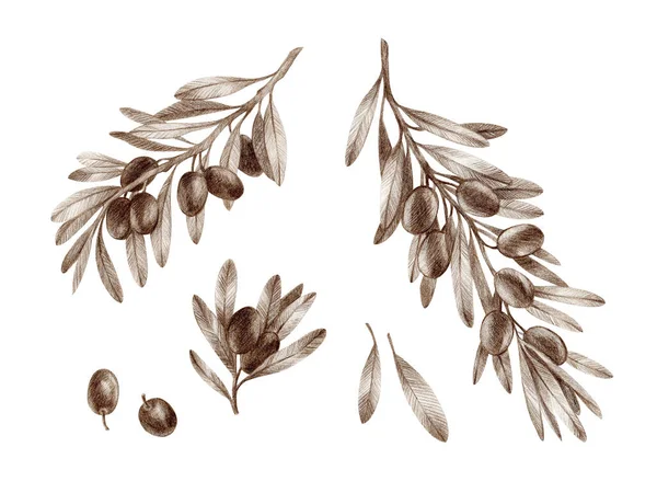 Olivenzweige Mit Bleistift Von Hand Gezeichnet Und Isoliert Auf Weißem — Stockfoto