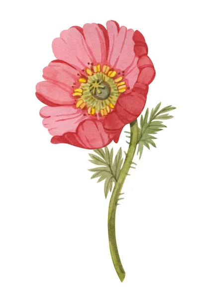 Stylized Flower Poppy Branches Hand Drawn Watercolor Isolated White Background — Stockfoto