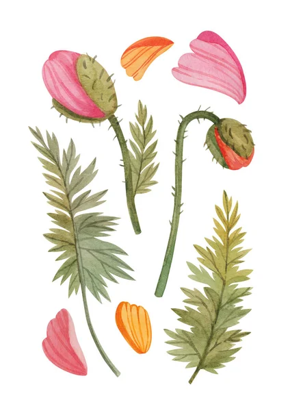 Set Stylizované Makové Květy Listy Okvětní Lístky Ručně Kreslené Akvarelem Stock Obrázky