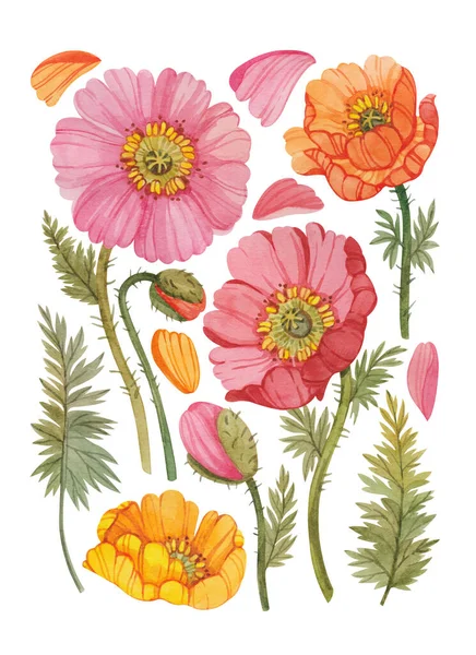 Set Stylizované Makové Květy Listy Okvětní Lístky Ručně Kreslené Akvarelem Royalty Free Stock Fotografie
