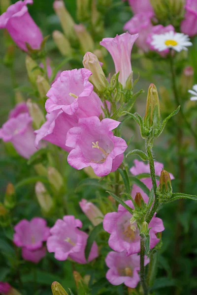 Hermosas Flores Rosadas Campanas Azules Crecen Aire Libre Jardín — Foto de Stock