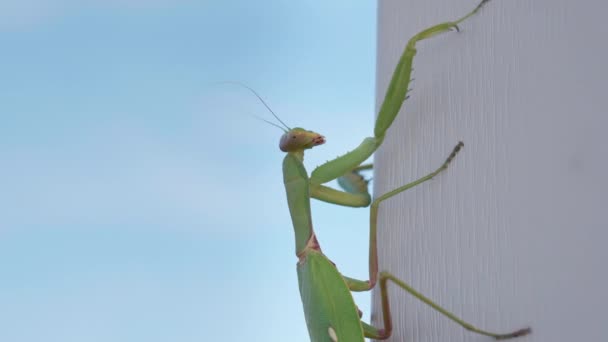 Grön mantis kryper på en vit trävägg mot en blå himmel — Stockvideo