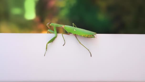 Detailní záběr. Hmyzí zelená kudlanka se pomalu plazí po bílé dřevěné stěně — Stock video