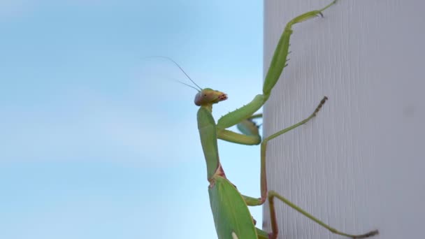 Mantis verde arrastrándose sobre una pared de madera blanca contra un cielo azul — Vídeo de stock