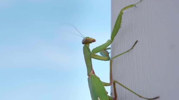 Mantis verde târându-se pe un perete alb din lemn pe un cer albastru — Videoclip de stoc